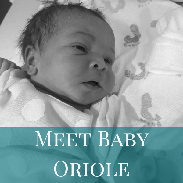Meet Baby Oriole